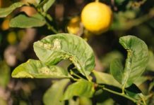 Φυλλοκνίστης και η αντιμετώπισή του σε λεμονιά και εσπεριδοειδή