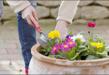 Τι λουλούδια φυτεύουμε την Άνοιξη;