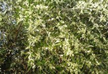 Ελιά: Πως να αυξήσουμε άνθιση, καρπόδεση και την περιεκτικότητα των καρπών σε λάδι Ελιά: Πως αυξάνουμε την άνθιση, το ποσοστό καρπόδεσης και την περιεκτικότητα των καρπών σε λάδι