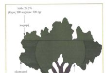 Τα πάντα για το κλάδεμα της ελιάς