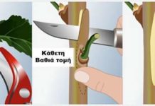 Πότε, ποια εποχή και πώς μπολιάζουμε κάθε καρποφόρο δέντρο; Ποια εποχή και πώς μπολιάζουμε κάθε καρποφόρο δέντρο