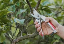 Πώς και Πότε κάνουμε το κλάδεμα της λεμονιάς κλαδεμα λεμονιας
