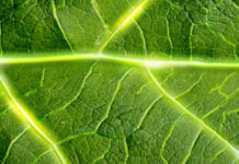 Εναλλακτική προστασία φυτών υγιή και ζωηρά φυτά