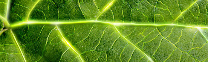 Εναλλακτική προστασία φυτών υγιή και ζωηρά φυτά