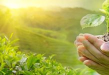 Πώς χρησιμοποιούμε σε φυτά και καλλιέργειες τον χαλκό Ο χαλκός εχει ενα βασικό στοιχείο που παραδοσιακά χρησιμοποιείται σαν υλικό για φυσικη προστασία πολλών καλλιεργειών από ασθένειες, αλλά και σαν λίπασμα για τα φυτά.