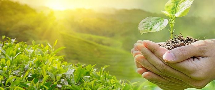 Πώς χρησιμοποιούμε σε φυτά και καλλιέργειες τον χαλκό Ο χαλκός εχει ενα βασικό στοιχείο που παραδοσιακά χρησιμοποιείται σαν υλικό για φυσικη προστασία πολλών καλλιεργειών από ασθένειες, αλλά και σαν λίπασμα για τα φυτά.