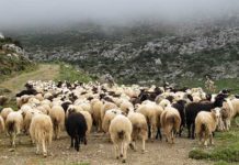 ΟΠΕΚΕΠΕ, λείπει 1,64 ευρώ από τη συνδεδεμένη ενίσχυση για τα αιγοπρόβατα Πρόβατα