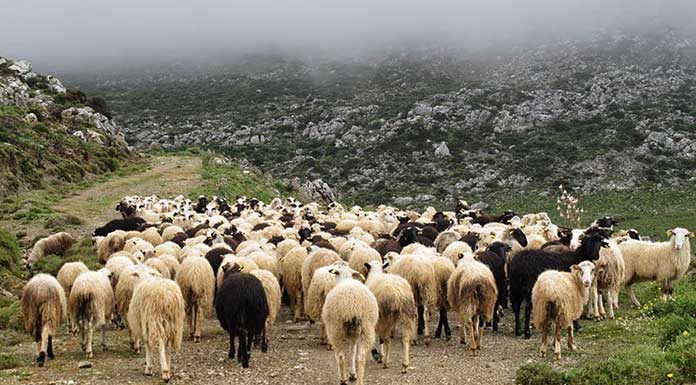 ΟΠΕΚΕΠΕ, λείπει 1,64 ευρώ από τη συνδεδεμένη ενίσχυση για τα αιγοπρόβατα Πρόβατα