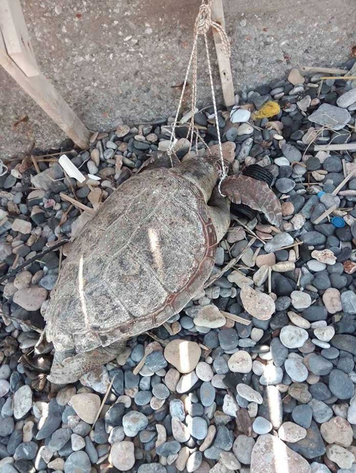 Βρέθηκε χελώνα δεμένη από τα πτερύγια.