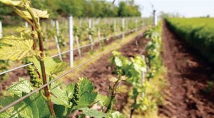 Μεγάλες οι καταστροφές σε ελιές και αμπέλια λόγω των απότομων αλλαγών της θερμοκρασίας Πρωτοφανείς καταστροφές στα αμπέλια και τους ελαιώνες της Κρήτης προκάλεσε ο αψυχολόγητος … καιρός των τελευταίων ημερών!