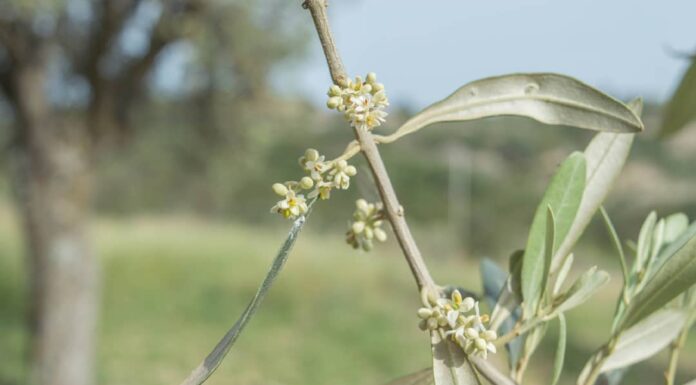 SOS για τις καλλιέργειες απο τον Ανοιξιάτικο «καύσωνα» Ανοιξιάτικος καύσωνας