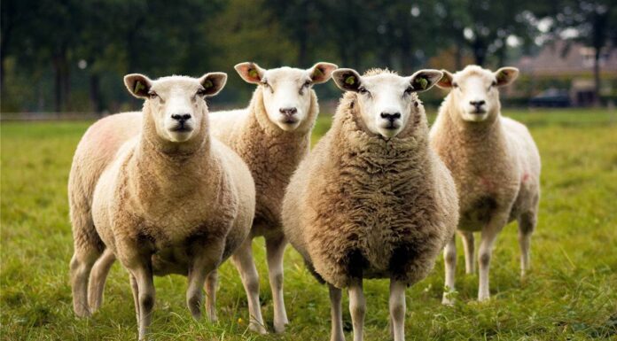 Αποζημιώσεις λόγω κορωνοϊού στους κτηνοτρόφους 24 εκατομμύρια ευρώ αποζημιώσεις στους κτηνοτρόφους λόγω κορωνοϊού