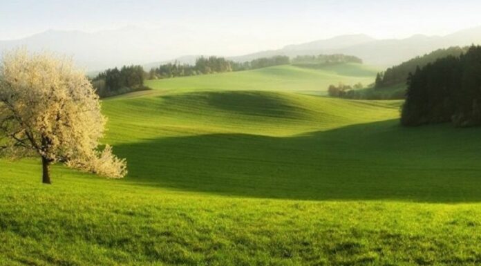 Μια Κερασιά – Τέσσερις εποχές: Η πανέμορφη σειρά φωτογραφιών Αυτό το μοναδικό δέντρο έγινε η μούσα του.