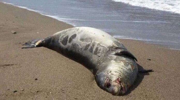 Φρίκη στα Δωδεκάνησα: Ξεβράζονται σφαγμένες φώκιες και δελφίνια στις ακτές Φρίκη στα Δωδεκάνησα: Ξεβράζονται σφαγμένες φώκιες και δελφίνια στις ακτές