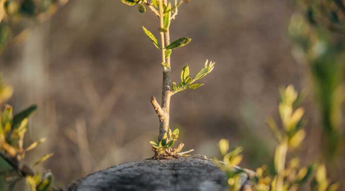 Ποια είναι τα κατάλληλα υποκείμενα για εμβολιασμό ( Κέντρωμα ) καρποφόρων δέντρων εμβολιασμό ( Κέντρωμα ) καρποφόρων δέντρων