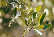 Αντιμετώπιση της βαμβακάδας στην ελιά Η βαμβακάδα της ελιάς εμφανίζεται συνήθως κατά την περίοδο της ανθοφορίας των ελαιόδεντρων