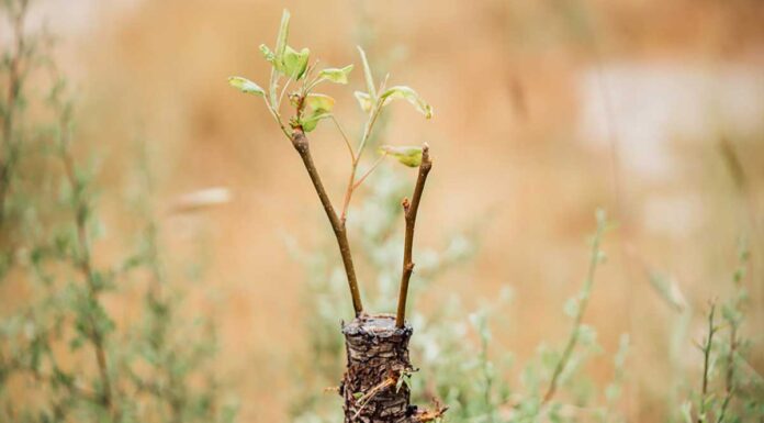 Πώς μπολιάζουμε κάθε καρποφόρο δέντρο και ποια εποχή Ποια εποχή και πώς μπολιάζουμε κάθε καρποφόρο δέντρο