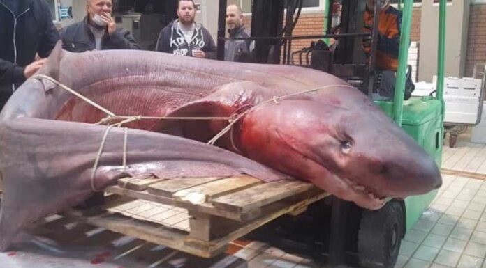 Δεν πίστευαν στα μάτια τους ψαράδες στην Καβάλα – Έπιασαν καρχαρία «προσκυνητή» 330 κιλών (φωτο) Έπιασαν καρχαρία «προσκυνητή» 330 κιλών