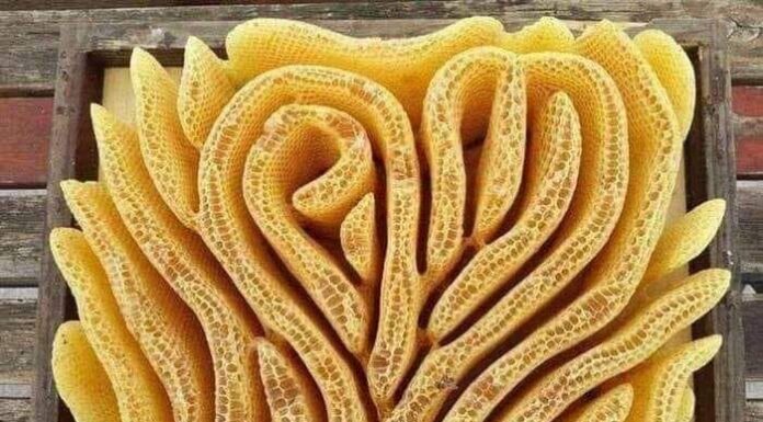 Εξακολουθείτε να πιστεύετε ότι ο άνθρωπος είναι η υψηλότερη μορφή λογικής στον πλανήτη? Είναι μοναδικής τεχνογνωσίας! Άλλωστε η επικοινωνία τους στη κοινωνία είναι μοναδική..