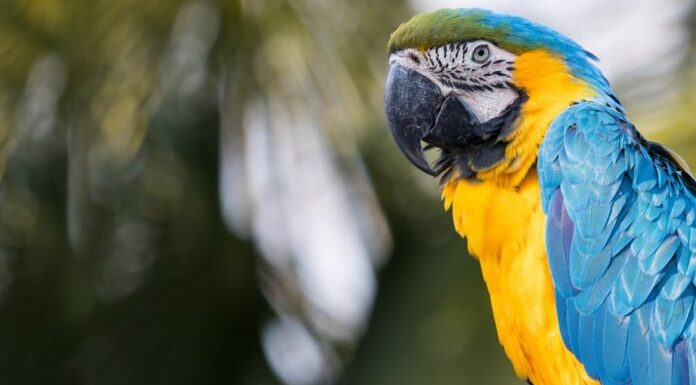 Αργεντινή: Παπαγάλος θα… «καταθέσει» για υπόθεση βιασμού και δολοφονίας – Eπανέλαβε τα τελευταία λόγια του θύματος. Αργεντινή: Παπαγάλος θα... «καταθέσει» για υπόθεση βιασμού και δολοφονίας - Eπανέλαβε τα τελευταία λόγια του θύματος.