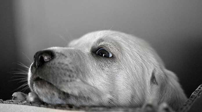 Γ@@@ ΤΟΥΣ ΝΟΜΟΥΣ ΣΑΣ.. Μετανάστες μπουκαρουν σε σπίτια και κλέβουν μέχρι και σκυλιά στην Μόρια Μετανάστες μπουκαρουν σε σπίτια κα κλέβουν μέχρι και σκυλιά στην Μόρια