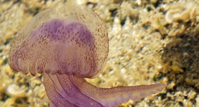 Τσούχτρες σε παραλίες της Κρήτης προκαλούν ανησυχία–Τι να προσέχουμε Τσούχτρες σε παραλίες της Κρήτης προκαλούν ανησυχία