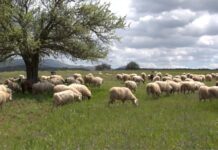 Δικαίωση της Ελλάδας για τις κοινοτικές επιδοτήσεις σε βοσκοτόπια