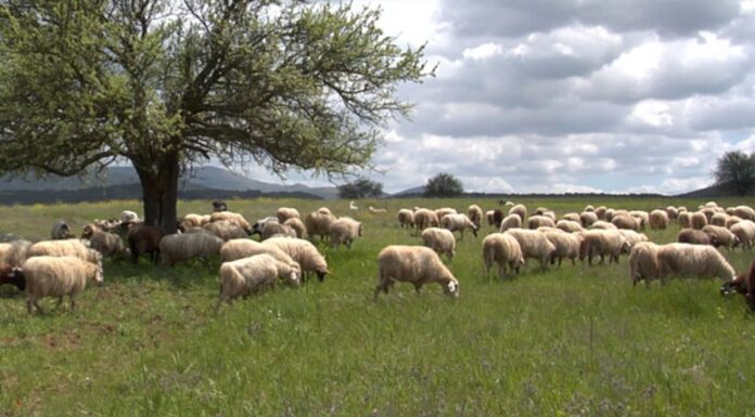 Δικαίωση της Ελλάδας για τις κοινοτικές επιδοτήσεις σε βοσκοτόπια
