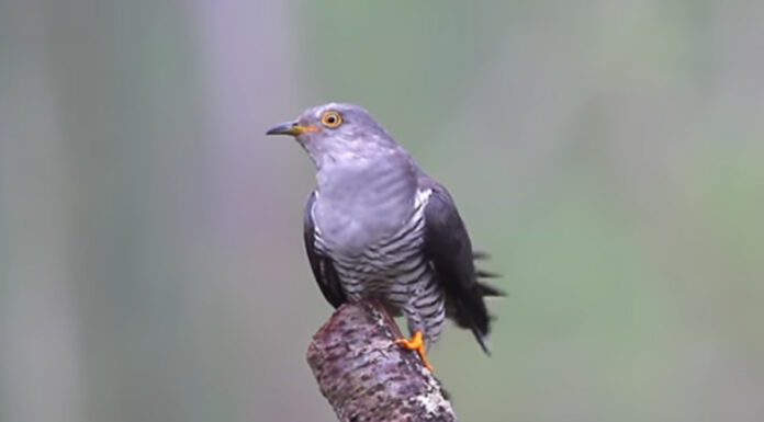 Κούκος ταξίδεψε 12.000 χιλιόμετρα διασχίζοντας 16 χώρες Κούκος ταξίδεψε 12.000 χιλιόμετρα διασχίζοντας 16 χώρες