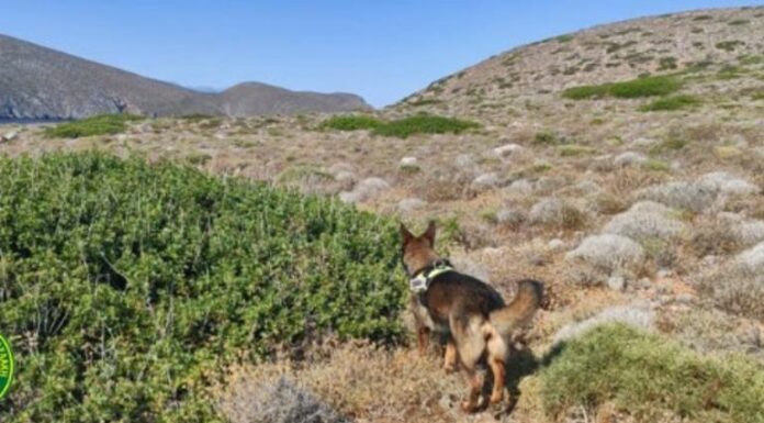 “Καμπάνα” από το Δικαστήριο για κυνήγι λαγού στις Διονυσάδες Όπως ανακοινώθηκε η Ομοσπονδιακή Θηροφυλακή είχε δεχτεί καταγγελίες ότι έχουν τοποθετηθεί δηλητηριασμένα δολώματα στο σύμπλεγμα νησιών Διονυσάδες