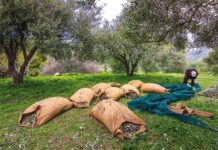 Τα “συν” και τα “πλην” στις καλλιέργειες από τις τελευταίες μπόρες που έπληξαν την Κρήτη Καλό στις ελιές, και όχι ζημιά, κάνουν οι βροχές των τελευταίων ημερών.