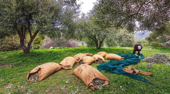 Τα “συν” και τα “πλην” στις καλλιέργειες από τις τελευταίες μπόρες που έπληξαν την Κρήτη Καλό στις ελιές, και όχι ζημιά, κάνουν οι βροχές των τελευταίων ημερών.