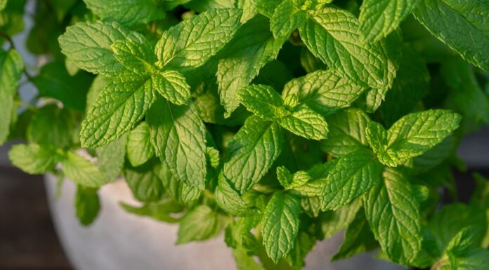 Αρωματικά φυτά στο μπαλκόνι σας!!! Αρωματικά φυτά στο μπαλκόνι σας!!!