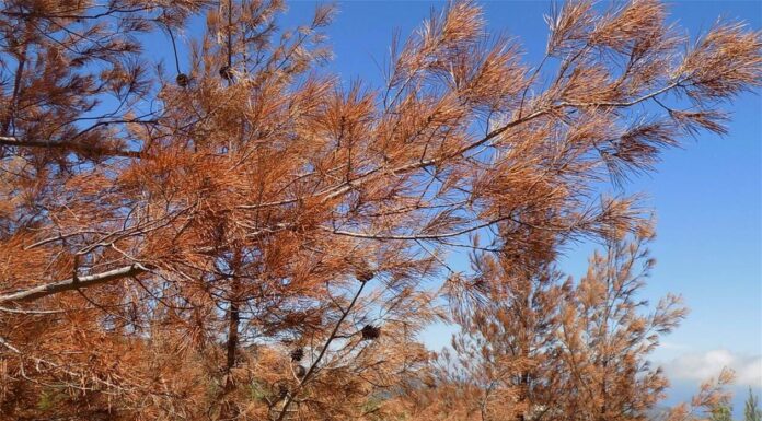 Ιεράπετρα: Σκαθάρι «εξολοθρευτής» μαραίνει τα δάση Από τις αρχές του χρόνου φέτος, άρχισε να εμφανίζεται στα δάση της Ιεράπετρας και να κατατρώγει το φλοιό των νεαρών κυρίων πεύκων.