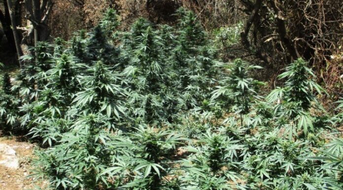 Κρήτη: 8 φυτείες σε Μυλοπόταμο και Ανώγεια βρήκαν οι αστυνομικοί (Φωτογραφίες) Οι αστυνομικοί αναζητούν τους καλλιεργητές.