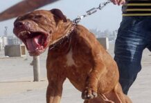 Εύβοια: Πίτμπουλ κατασπάραξε άνδρα την ώρα που κοιμόταν – Νοσηλεύεται σε κρίσιμη κατάσταση Εύβοια: Πίτμπουλ κατασπάραξε άνδρα την ώρα που κοιμόταν - Νοσηλεύεται σε κρίσιμη κατάσταση