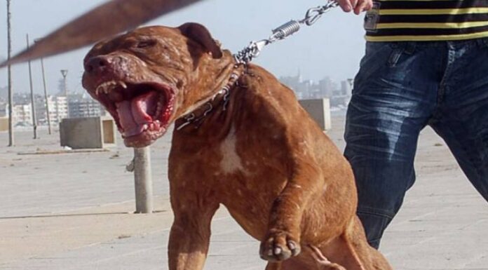 Εύβοια: Πίτμπουλ κατασπάραξε άνδρα την ώρα που κοιμόταν – Νοσηλεύεται σε κρίσιμη κατάσταση Εύβοια: Πίτμπουλ κατασπάραξε άνδρα την ώρα που κοιμόταν - Νοσηλεύεται σε κρίσιμη κατάσταση