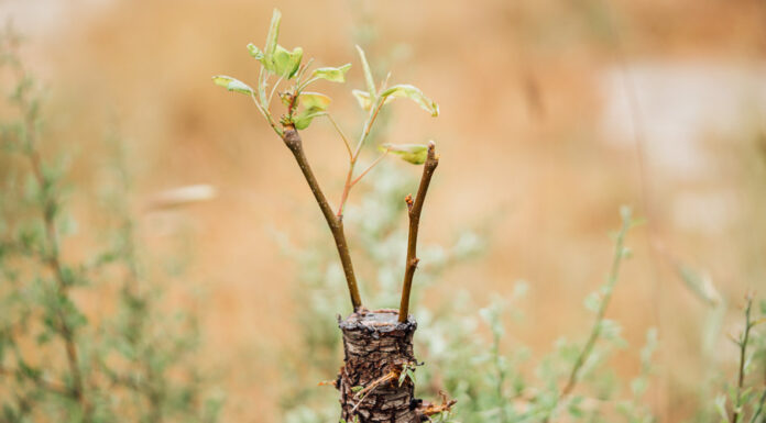 Ποια εποχή και πώς μπολιάζουμε κάθε καρποφόρο δέντρο Αναλυτικός οδηγός για το μπόλιασμα των καρποφόρων δέντρων