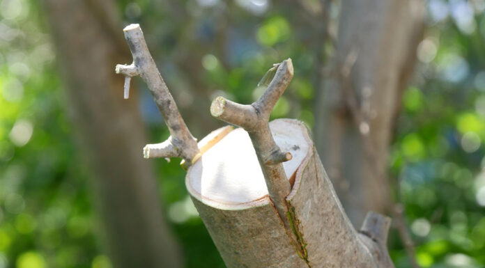 5 Τρόποι εμβολιασμού – 5 τρόποι μπολιάσματος 5 τρόποι εμβολιασμού για το μπόλιασμα των δέντρων