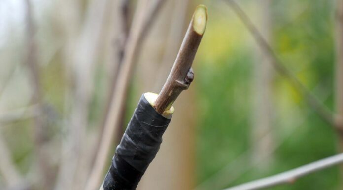 Προστασία των μοσχευμάτων σας μετά τον εμβολιασμό Προστασία των μοσχευμάτων σας