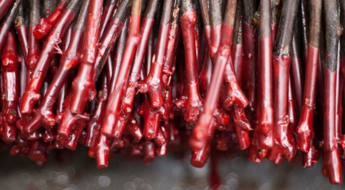 Εμβολιασμός οπωροφόρων βήμα – βήμα