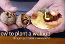 Πώς να φυτέψετε και να καλλιεργήσετε ένα καρύδι Πώς να μεγαλώσετε καρυδιά από σπόρο (καρύδι)