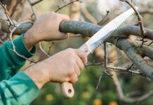 Πως και ποια εποχή κλαδεύουμε τα καρποφόρα δέντρα Πως και ποια εποχή κλαδεύουμε τα καρποφόρα δέντρα