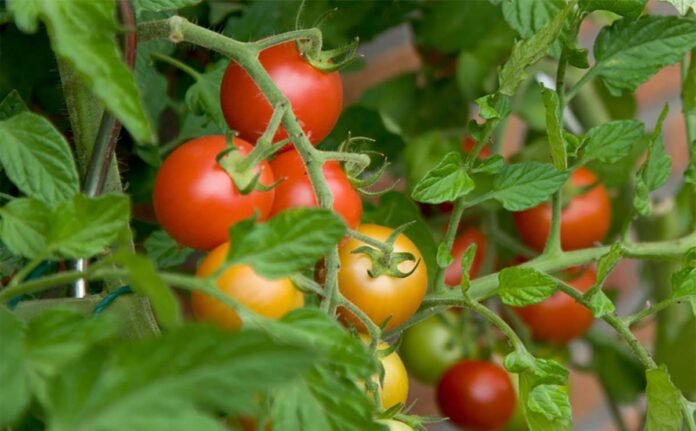 Μπορούμε να κρατήσουμε ζωντανό ένα φυτό ντομάτας όλο το χρόνο