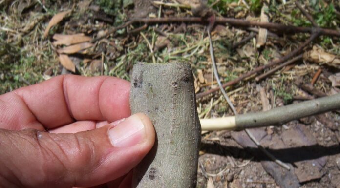 Μπόλιασμα – Εμβολιασμός ελιάς με καλέμι Πως μπολιάζουμε την ελιά