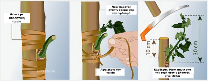 Πως κάνω Εμβολιασμό (Μπόλιασμα) σε Καρποφόρα Δέντρα – A Πως κάνω Εμβολιασμό (Μπόλιασμα) σε Καρποφόρα Δέντρα