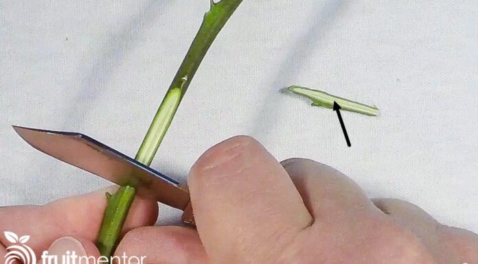 Πως να Κάνετε Εγκεντρισμό (Μπόλιασμα) σε Καρποφόρα Δέντρα Πως να Κάνετε Εγκεντρισμό (Μπόλιασμα) σε Καρποφόρα Δέντρα