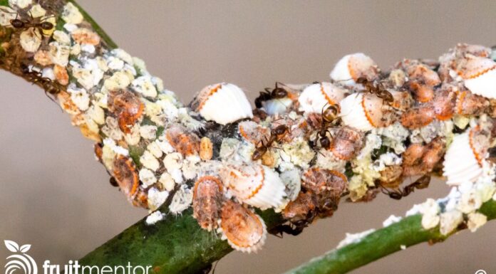 Πώς να κρατήσετε τα μυρμήγκια μακριά από οπωροφόρα δέντρα χρησιμοποιώντας το υγρό δόλωμα μυρμηγκιών μυρμήγκια