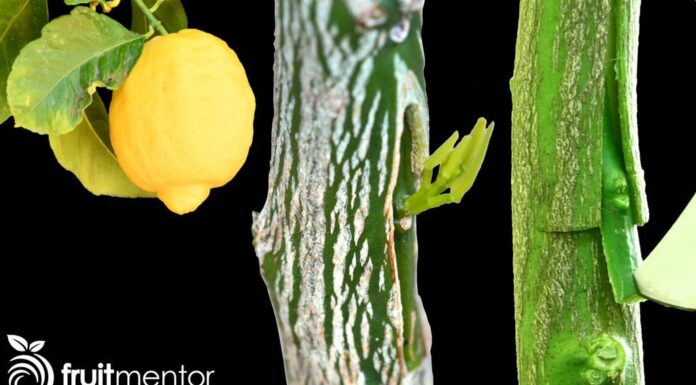 Εμβολιασμός λεμονιάς – Πώς να μπολιάσεις μια λεμονιά με μεθοδο T Πώς να μπολιάσεις μια λεμονιά με το T-Bud