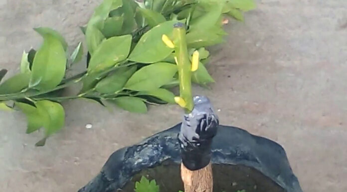 Ποια εποχή – πότε μπολιάζουμε ( εμβολιάζουμε ) τα δένδρα Ποια εποχή - πότε μπολιάζουμε ( εμβολιάζουμε ) τα δένδρα